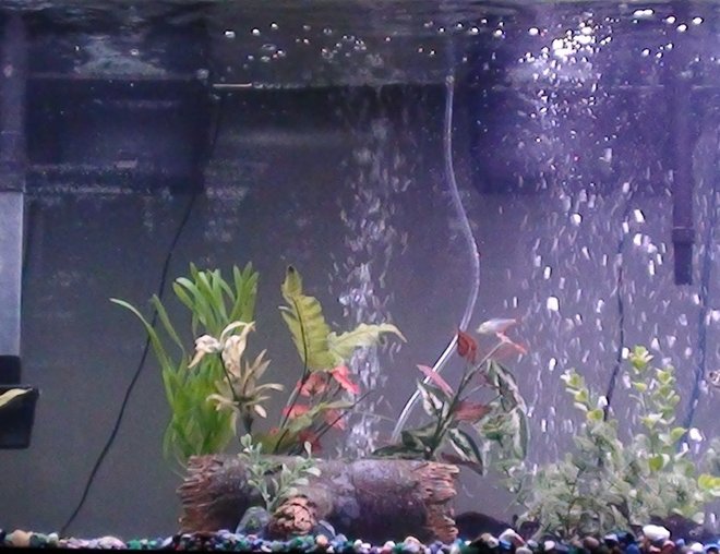 55 gallons freshwater fish tank (mostly fish and non-living decorations) - my tank.