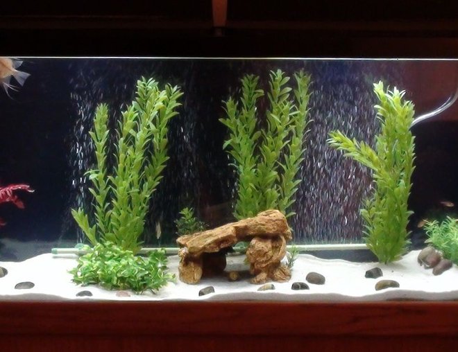 55 gallons freshwater fish tank (mostly fish and non-living decorations) - My Newest 55 Gallon freshwater tank!!
