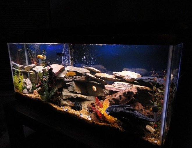 55 gallons freshwater fish tank (mostly fish and non-living decorations) - CHICLID HEAVEN