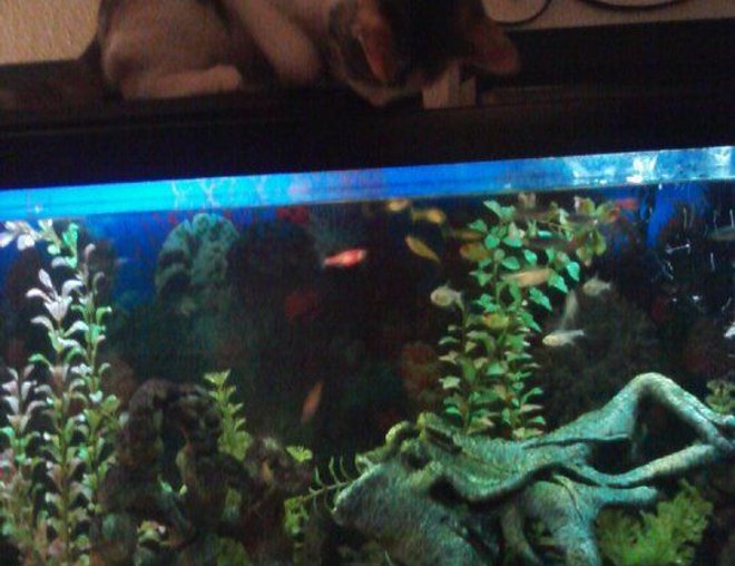55 gallons freshwater fish tank (mostly fish and non-living decorations) - My 55 gallon tank
