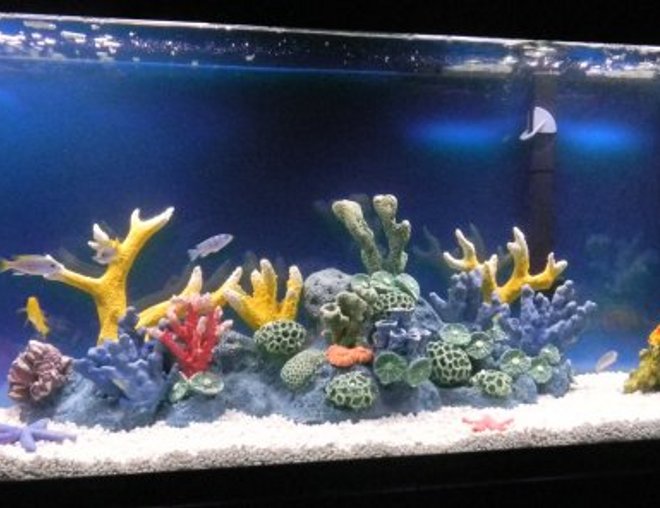 55 gallons freshwater fish tank (mostly fish and non-living decorations) - 55 Gallon African Cichlid Tank