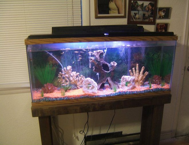 55 gallons freshwater fish tank (mostly fish and non-living decorations) - Living room tank