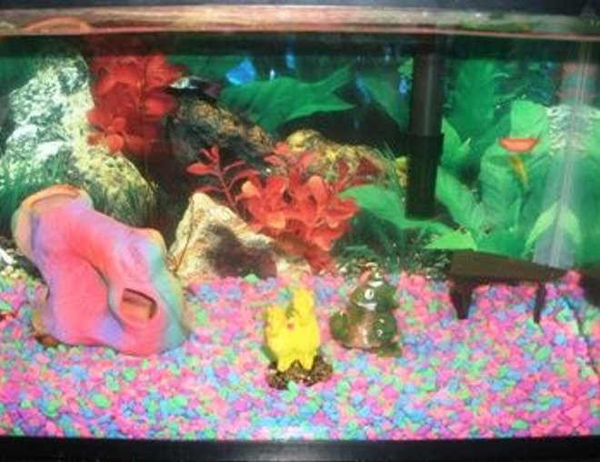 20 gallons freshwater fish tank (mostly fish and non-living decorations) - my lil girls 5 gal