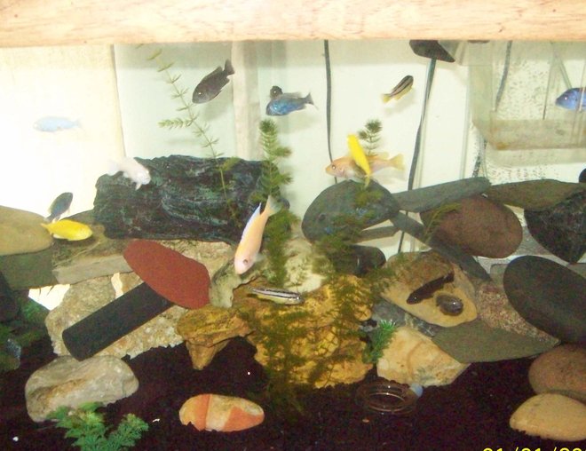 55 gallons freshwater fish tank (mostly fish and non-living decorations) - 55 gallon african tank