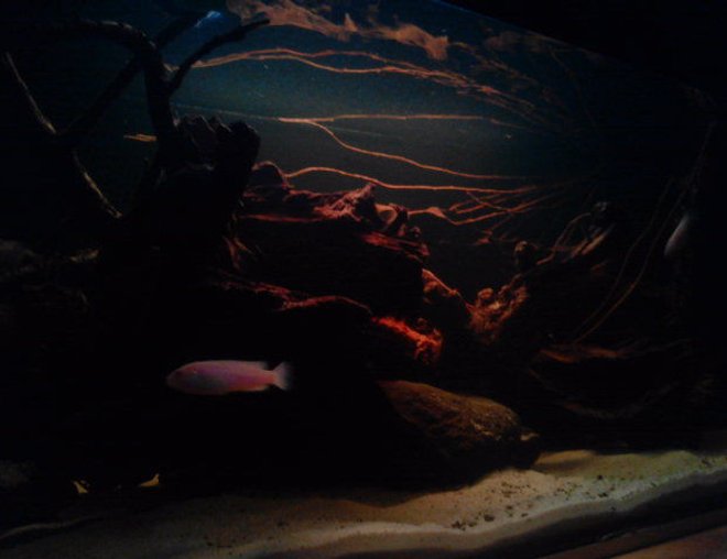 20 gallons freshwater fish tank (mostly fish and non-living decorations) - black water biotope.