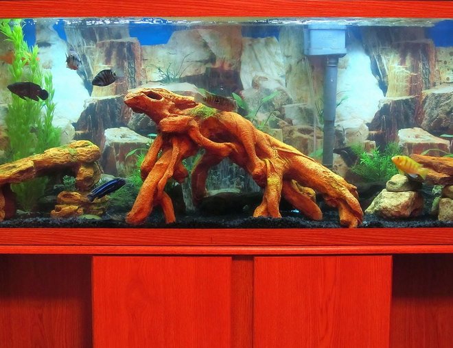 55 gallons freshwater fish tank (mostly fish and non-living decorations) - My 55g Cichlid Tank