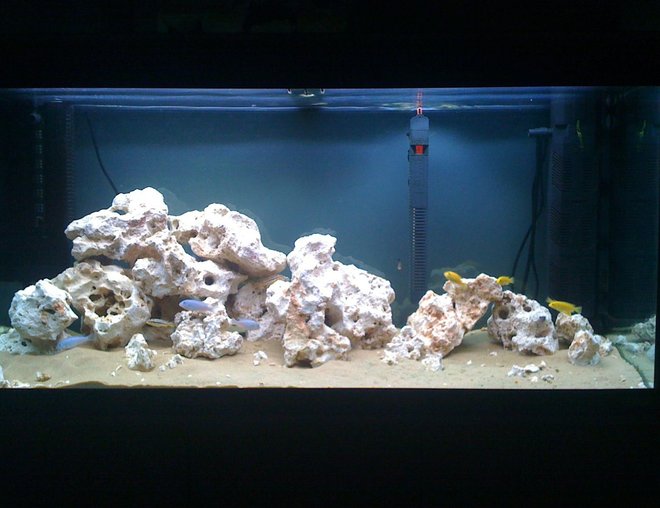 55 gallons freshwater fish tank (mostly fish and non-living decorations) - NEW MALAWI!