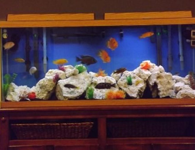 55 gallons freshwater fish tank (mostly fish and non-living decorations) - 55 Gallon