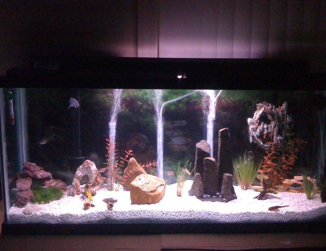 55 gallons freshwater fish tank (mostly fish and non-living decorations) - 55 gallon with tiger oscar and common pleco