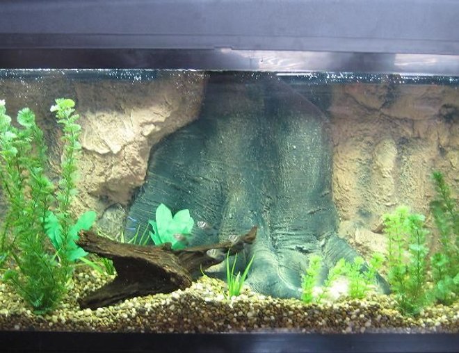 55 gallons freshwater fish tank (mostly fish and non-living decorations) - 55 Gallon tank containing black tetras, neon tetras and now a black piranha.