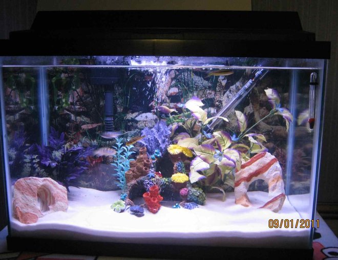20 gallons freshwater fish tank (mostly fish and non-living decorations) - 4 African Cichlids 
1 African Spiny Eel