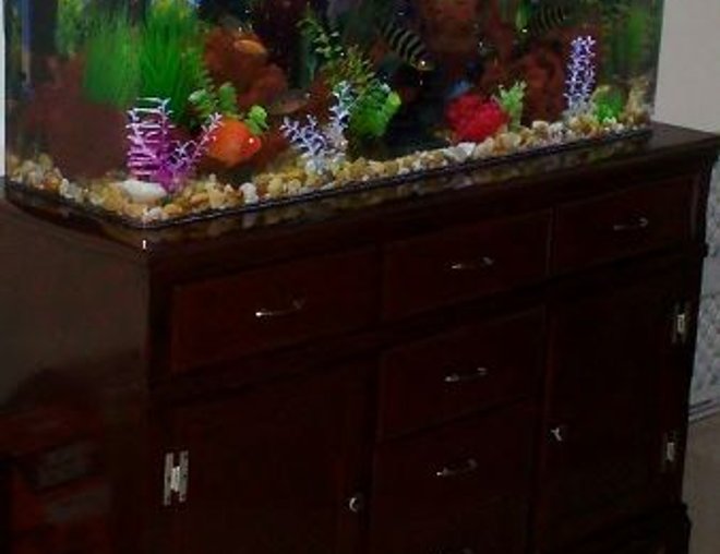 55 gallons freshwater fish tank (mostly fish and non-living decorations) - 55G Acrylic Cichlid Tank