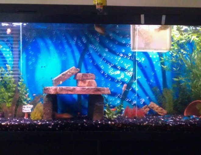 55 gallons freshwater fish tank (mostly fish and non-living decorations) - 55 gal