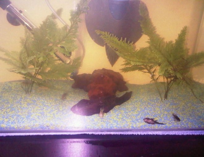 20 gallons freshwater fish tank (mostly fish and non-living decorations) - here is my aquarium with a few of the residents which have now all been moved to a new bigger aquarium keeping the same set up