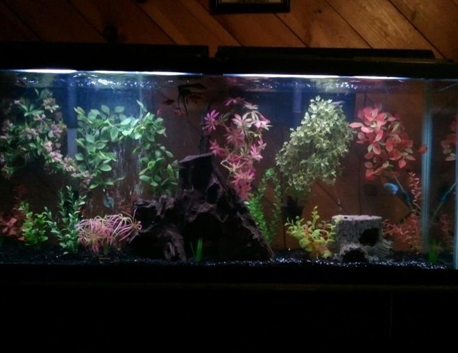 55 gallons freshwater fish tank (mostly fish and non-living decorations) - My Baby