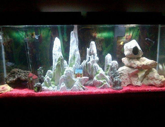 55 gallons freshwater fish tank (mostly fish and non-living decorations) - Latest setup for the tank. Added more levels and rocks for the fish to enjoy. (sorry for the bad quality photo)