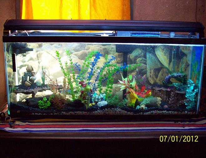 55 gallons freshwater fish tank (mostly fish and non-living decorations) - 55 gal, t5 lighting, 13 fish mostly cichilds, power head, aqueon filtration,crushed coral with assorted gravel, fake plants
