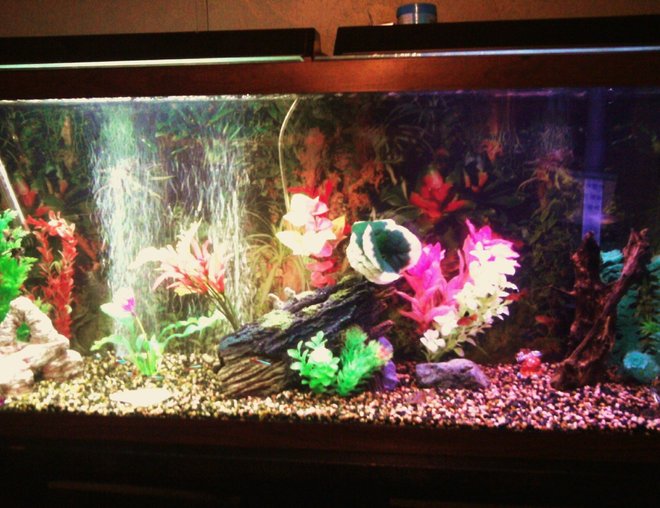 55 gallons freshwater fish tank (mostly fish and non-living decorations) - new driftwood, log, plants, bubbler