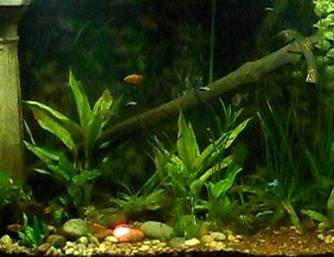 freshwater fish tank (mostly fish and non-living decorations) - This is my Lord of the Rings aquarium, 90 gallons, home to guppies, tetras, rosy barbs, a tiger pleco, kuhli loaches, and freshwater clams.  Yes, that is the One Ring on the bottom, highlighted with a red light.