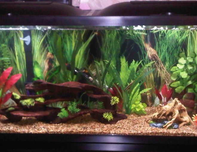 55 gallons freshwater fish tank (mostly fish and non-living decorations) - 55gal Starter Tank