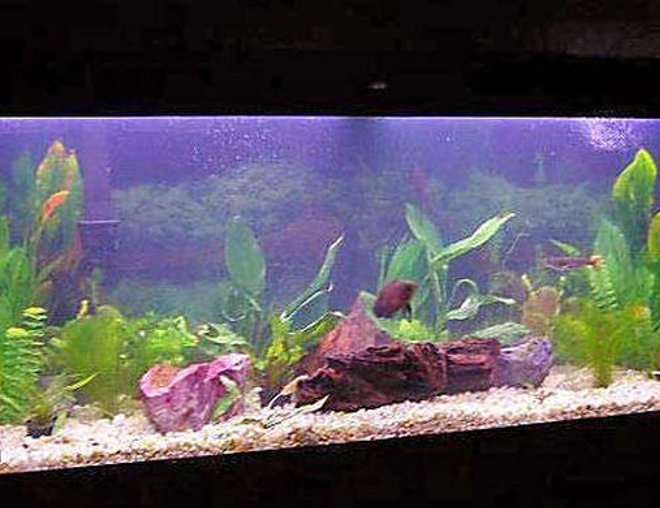 55 gallons freshwater fish tank (mostly fish and non-living decorations) - Old tank