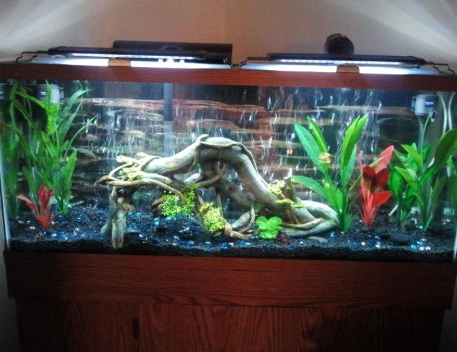 55 gallons freshwater fish tank (mostly fish and non-living decorations) - My 55 gallon tank. I have 2 blue German rams, 6 diamond tetras and 2 bristlenose pleckos. I wanted to find some nice colorful fish thst get to be good size, other than ciclids or Oscars, that would work in this tank. Any and all input is greatly appreciated.