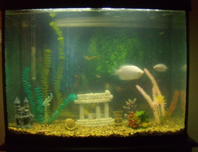 37 gallons freshwater fish tank (mostly fish and non-living decorations) - my tank after adding my decorations