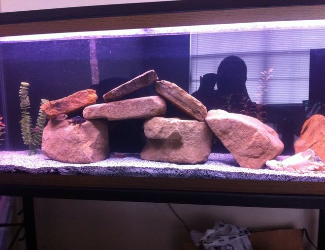 55 gallons freshwater fish tank (mostly fish and non-living decorations) - Full tank shot