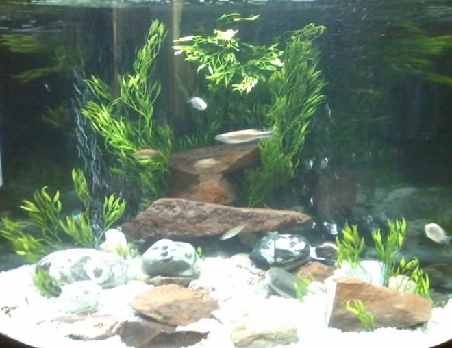55 gallons freshwater fish tank (mostly fish and non-living decorations) - It is hard to get a good picture of a bowfront tank.