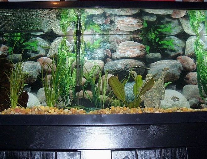 55 gallons freshwater fish tank (mostly fish and non-living decorations) - 55 gallon, zebra danio and diamond tetra, fresh piece of Malaysian driftwood, anarcharis, sagittaria, and Kleiner Bar.