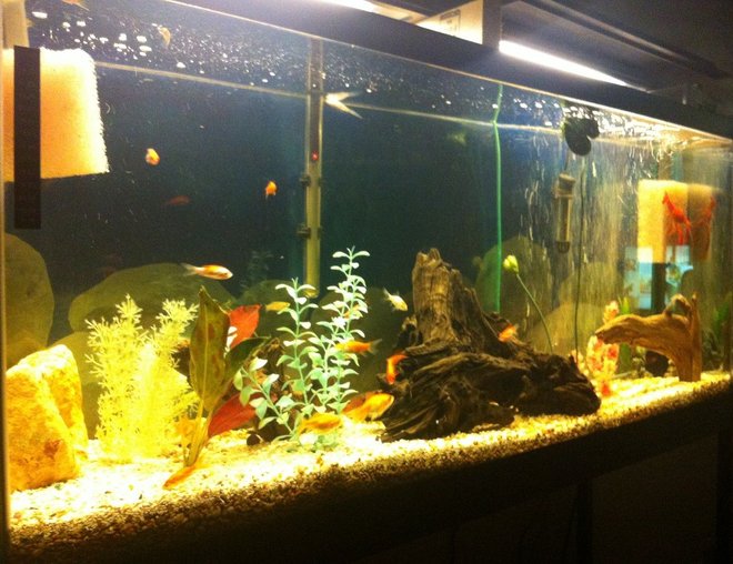 55 gallons freshwater fish tank (mostly fish and non-living decorations) - my crayfish tank