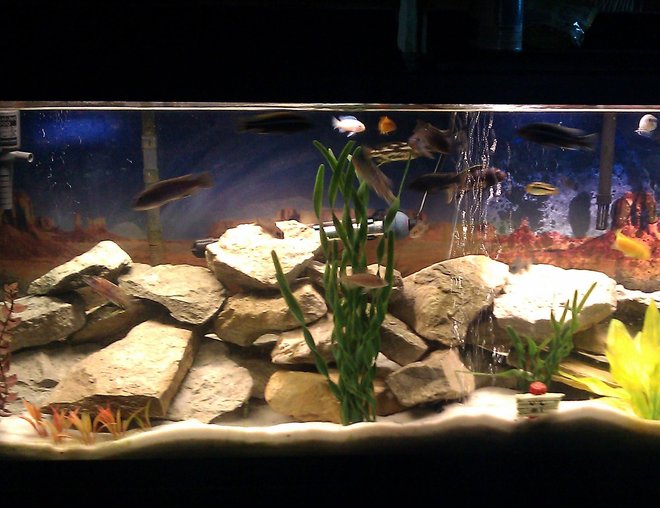 55 gallons freshwater fish tank (mostly fish and non-living decorations) - This is my tank as currently set up. What do you guys think?
