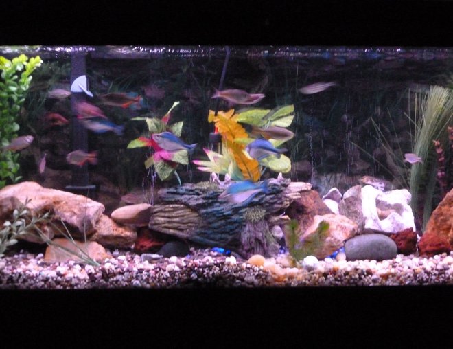 55 gallons freshwater fish tank (mostly fish and non-living decorations) - Fish paradise but still working on it.