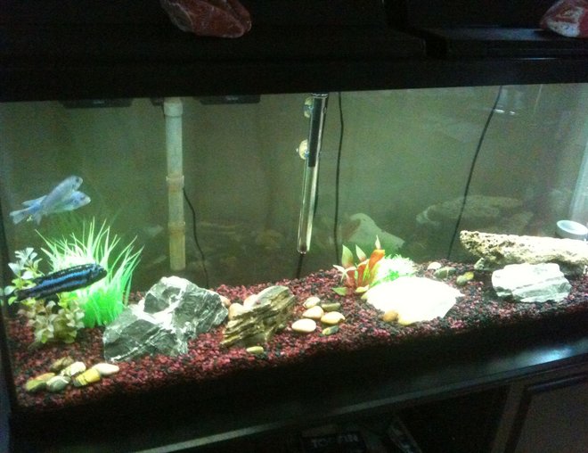 55 gallons freshwater fish tank (mostly fish and non-living decorations) - 55 gal. African Cichlid tank.