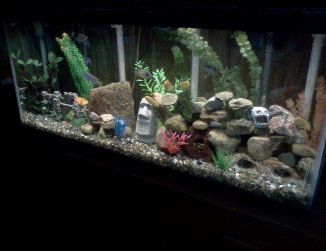 55 gallons freshwater fish tank (mostly fish and non-living decorations) - African cichlids