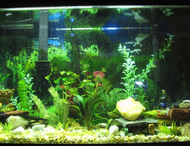 55 gallons freshwater fish tank (mostly fish and non-living decorations) - This is my 55gal freshwater.