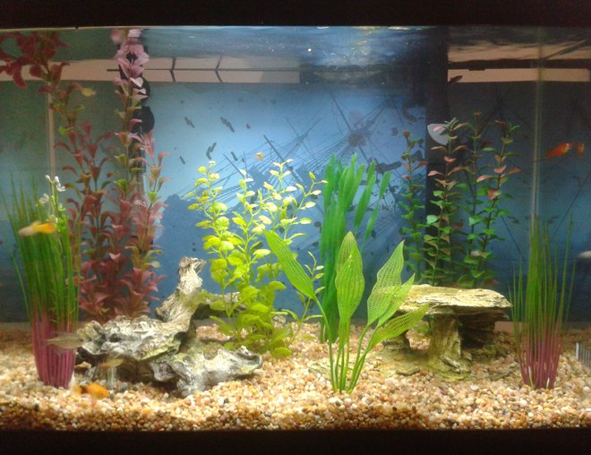 20 gallons freshwater fish tank (mostly fish and non-living decorations) - My 20 Gallon