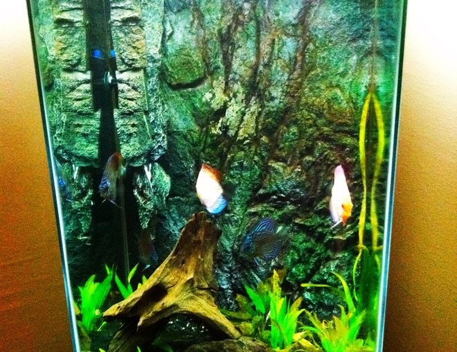 55 gallons freshwater fish tank (mostly fish and non-living decorations) - 55 gallon tall discus tank with 3d slime wall background