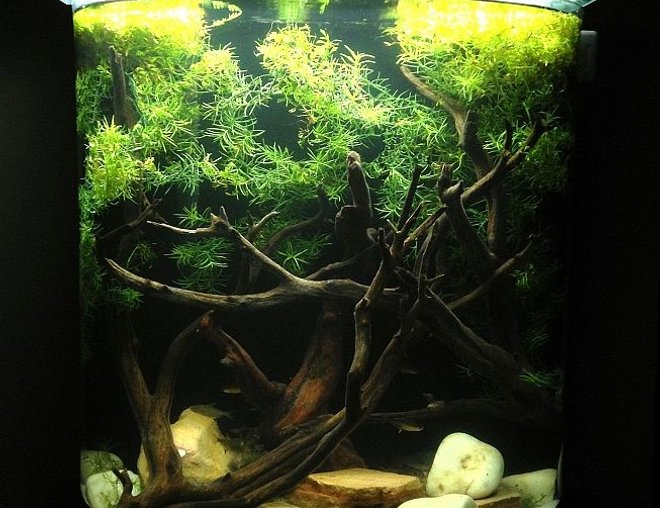 20 gallons freshwater fish tank (mostly fish and non-living decorations) - 20 Gallon Tank
