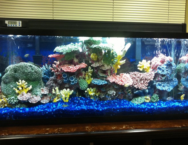 55 gallons freshwater fish tank (mostly fish and non-living decorations) - CORAL, BLUE GRAVEL, 55 gal