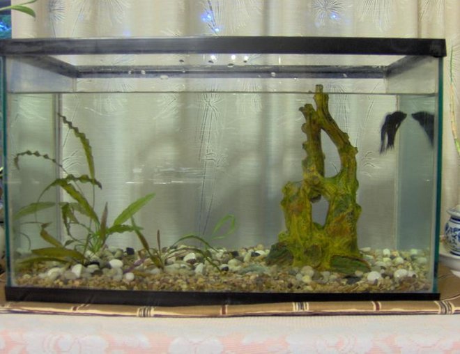 38 gallons freshwater fish tank (mostly fish and non-living decorations) - Some very nice men in white coats came and said they wanted to show me my new padded fish tank.