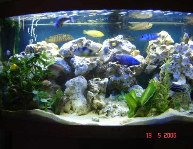 70 gallons freshwater fish tank (mostly fish and non-living decorations) - Jewel Vision 260 tank with Malawi Mbuna Cichlids