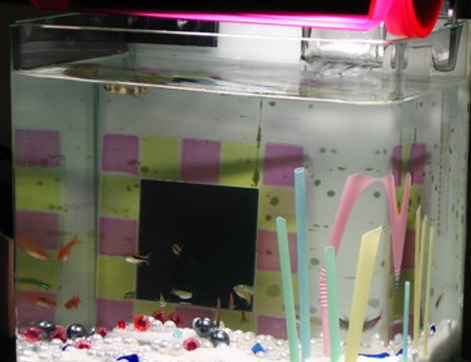 2 gallons freshwater fish tank (mostly fish and non-living decorations) - tank with jewerly in the night