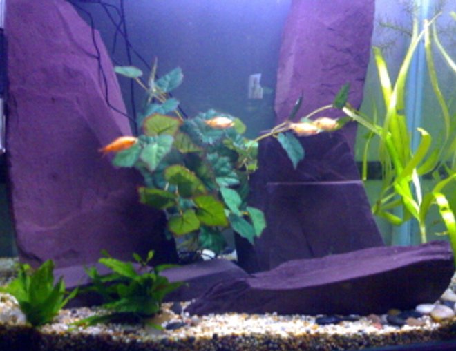 45 gallons freshwater fish tank (mostly fish and non-living decorations) - Jewel tank with large pieces of slate to emphasis the height of the tank.
Wanting to add some more fish very soon!