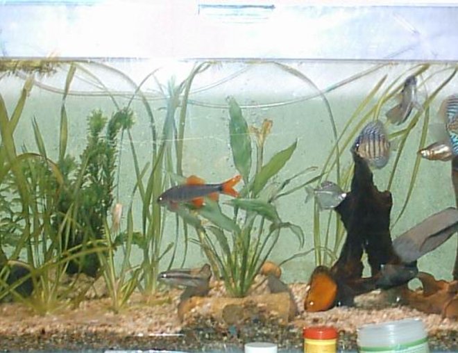 200 gallons freshwater fish tank (mostly fish and non-living decorations) - mi pecera ..hace unos meses...