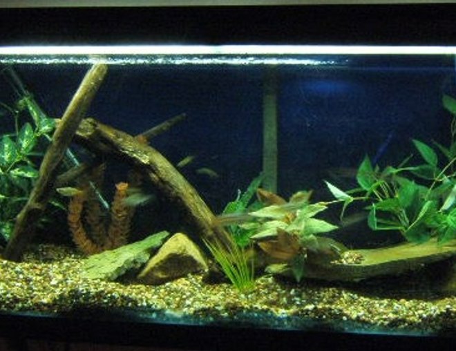 70 gallons freshwater fish tank (mostly fish and non-living decorations) - 70 gallon  Discus Tank , Iron stand, Aquaclear 300 and Fluval 40.  Ebojager 200 watt heater with a standard flourscent light fixture.  Whisper air pump and bubble wall complete the ensemble.