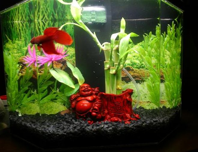 5 gallons freshwater fish tank (mostly fish and non-living decorations) - 5 gallon TopFin Aquascene hexagon tank
16" L x 9.75" D x 16" H.