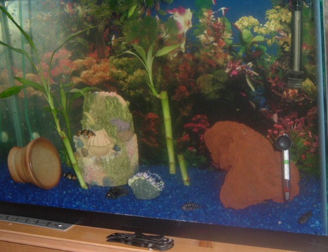 29 gallons freshwater fish tank (mostly fish and non-living decorations) - 3 Jewel and 2 Convict Cichlids, 3 Clown and 2 Dojo Loaches, 1 Synodontis Eupterus, & BP being quarantined- kept picking on albino oscar but doesn't mess with the cichlids @ all!  The 3" parrot feels right at home with all the 1" cichlids

Keep it simple or your cichlids will make it difficult for you.