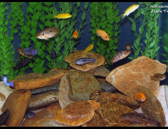47 gallons freshwater fish tank (mostly fish and non-living decorations) - 47 Gallon African Cichlid Tank.