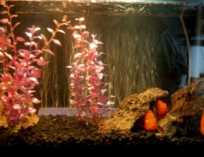 10 gallons freshwater fish tank (mostly fish and non-living decorations) - Kids, 10 Gallon